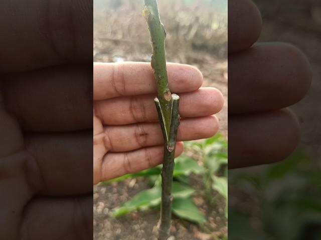 Easy And Simple Technique How To Grafting Mango Tree At Home #shorts #mangografting