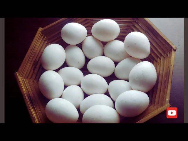 5 types of Egg Recipe/A Self-Reliant Fairy