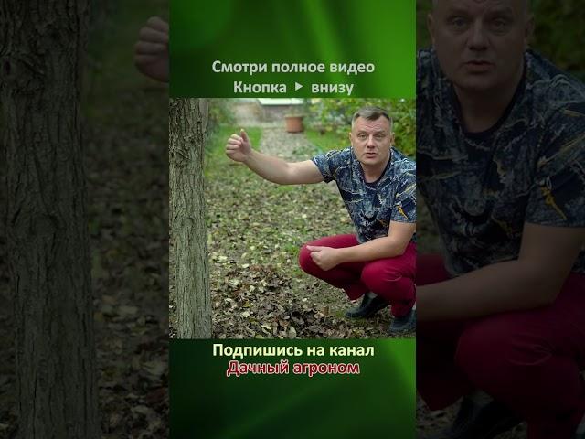 ЛУЧШЕЕ удобрение ДЛЯ САДА Дачный агроном
