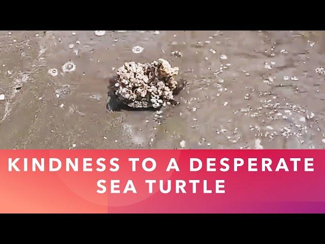 Kindness to a Desperate Sea Turtle | Oddly Satisfying to Watch