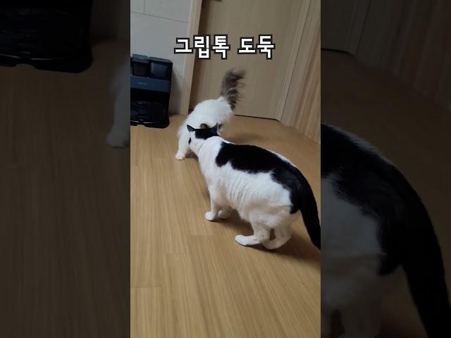 그립톡 가져가는 소심 고양이