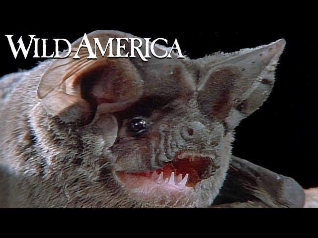 Wild America | S4 E1 Beneficial Bats | Full Episode HD