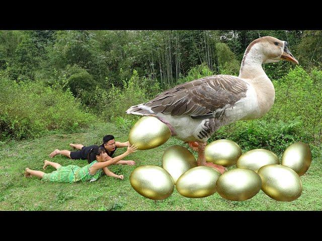 Survival Skills: Primitive Couple Meet Big Goose Laying Gold Eggs - Steal Gold Eggs For Cooking