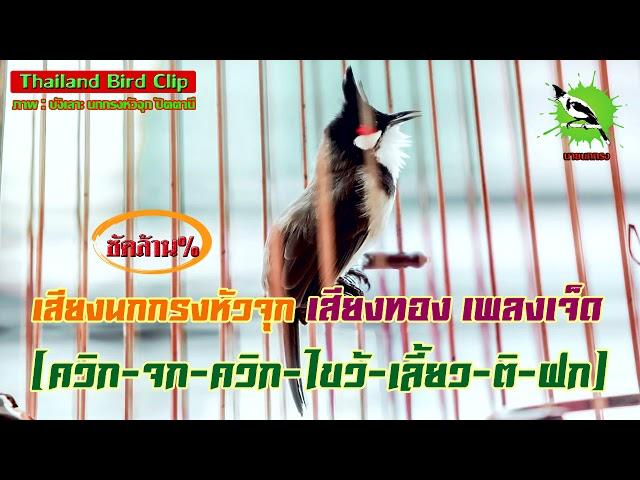 เสียงนกกรงหัวจุก เสียงทอง เพลงเจ็ด [ควิก-จก-ควิก-ไขว้-เลี้ยว-ติ-ฝก] (Thailand Bird Clip) : นายนกกรง