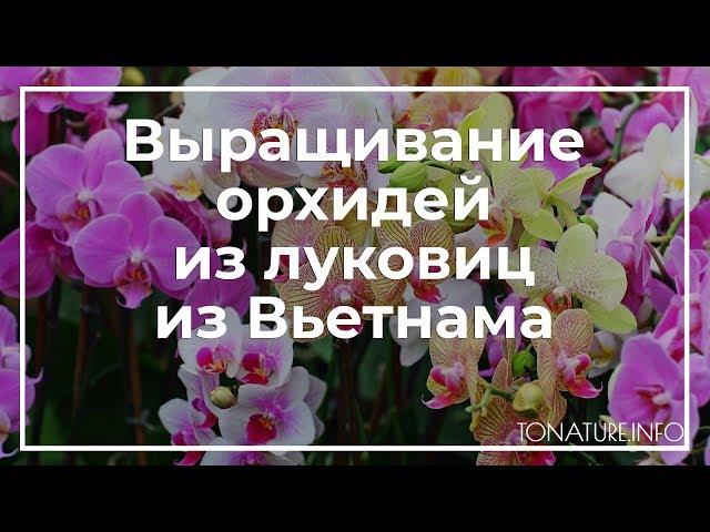 Выращивание орхидей из луковиц из Вьетнама | toNature.Info