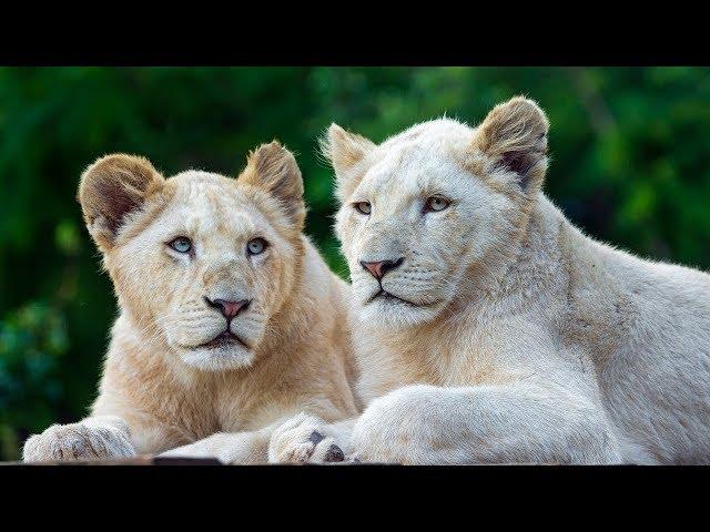 The Rare and Exotic Animals - Best National Geographic Documentary Ever