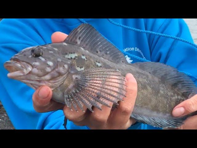 Kelp GREENLING Catch and Cook! (Trinidad, CA)