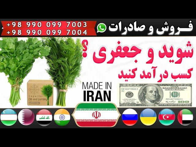 سبزی صادراتی : چگونه شوید و جعفری صادراتی به روسیه،آذربایجان،اوکراین صادر کنیم؟
