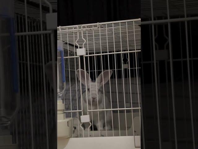 Happy New Year! #Rabbit #Pet Rabbit #Trendy Life Million Star Scheme