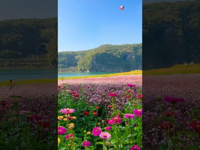 단양 도담삼봉의 또 다른 숨은 명소 #도담행복마을 #도담정원 #단양가볼만한곳 #단양여행