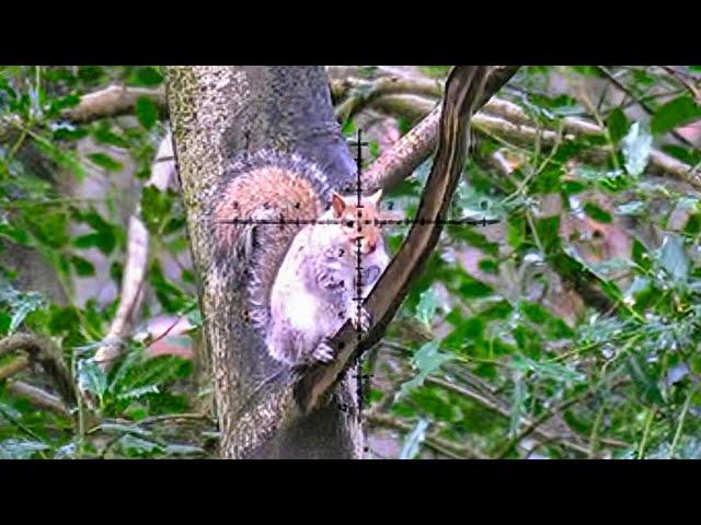 Sending Squirrels To Sleep - Targeting The Greys