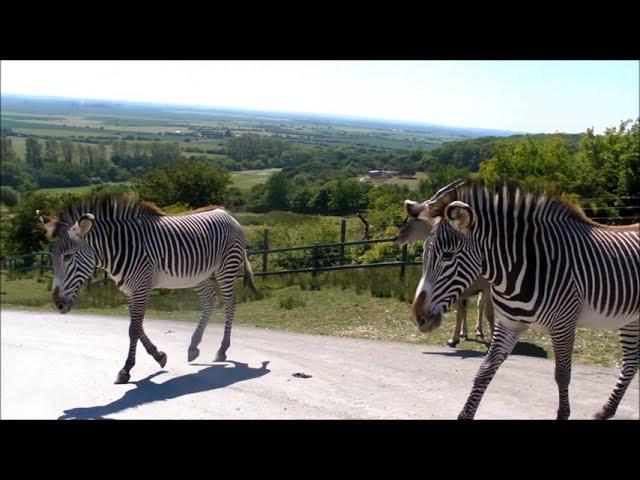 On Safari at Port Lympne Wild Animal Park