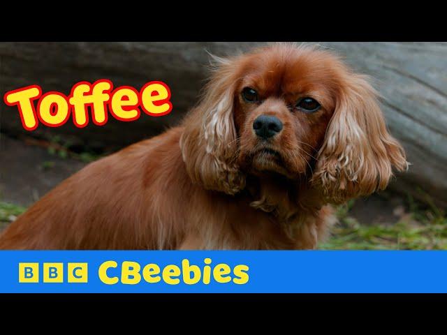 Meet Toffee Dog Squad's New Recruit | CBeebies