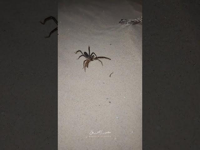 الشبث العربي أو عنكبوت الجمل (الاسم العلمي: Galeodes