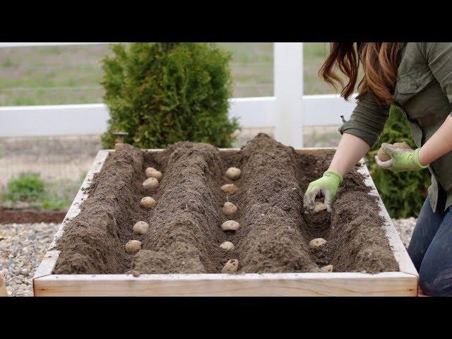 How to Plant Potatoes!  // Garden Answer