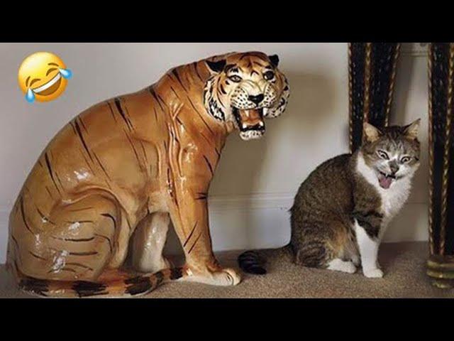 Typical cat behavior Compilation of The Funniest Cats and Dogs of 2025