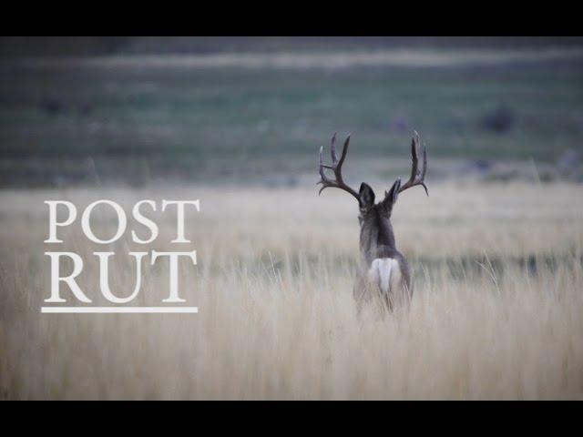 Mule Deer Foundations #projectmuledeer - POST RUT By Jason Matzinger