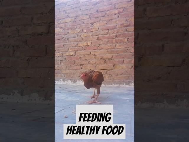 #feedingtime🪶#healthy #food#ibrarhussain IBRAR HUSSAIN