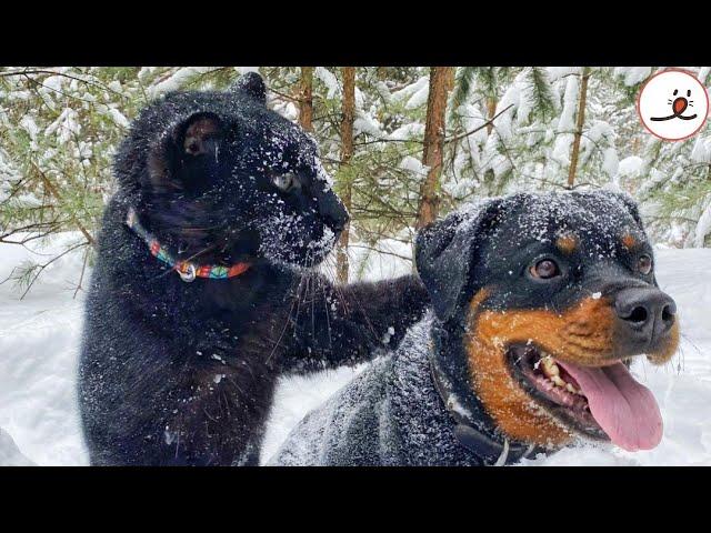 Black Panther Raised By A Lady Made Friendship With A Rottweiler｜PECO