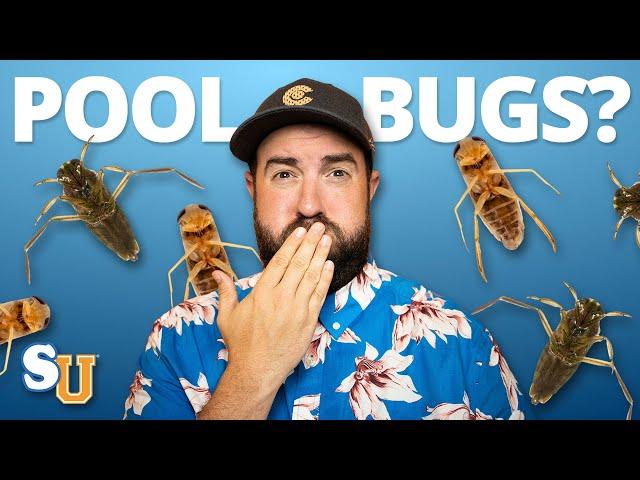 How To Get Rid Of WATER BUGS In Your POOL