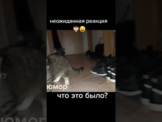 #юмор #приколы неожиданная реакция,  что это было?