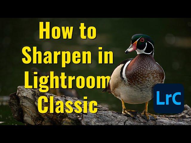 How to Sharpen Images in Lightroom Classic