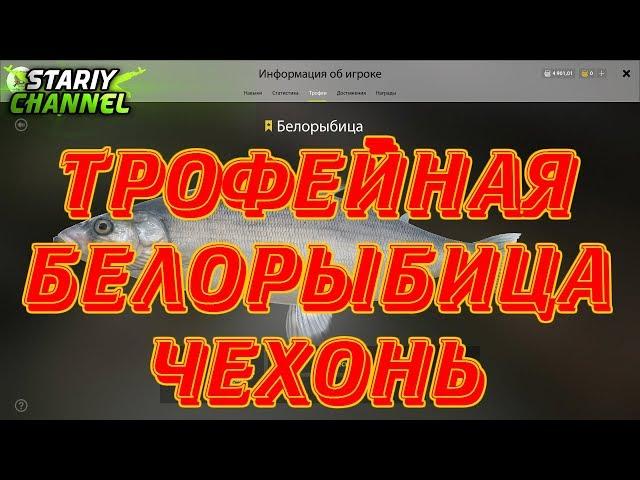 ⏪ ТРОФЕЙНАЯ БЕЛОРЫБИЦА и ЧЕХОНЬ ⏩ Russian Fishing 4 (РР4 , RF4)