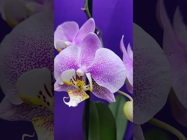 Lovely Orchid Flowers #shorts #flower #orchid
