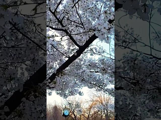 Springtime 2023 in Bucharest, Romania | Cișmigiu Gardens