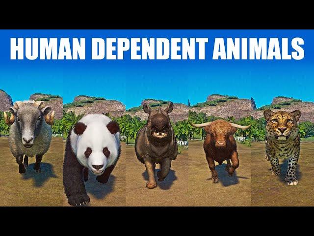 Human Dependent Animals Speed Race in Planet Zoo included Cattle, Panda, Rhino, Sheep