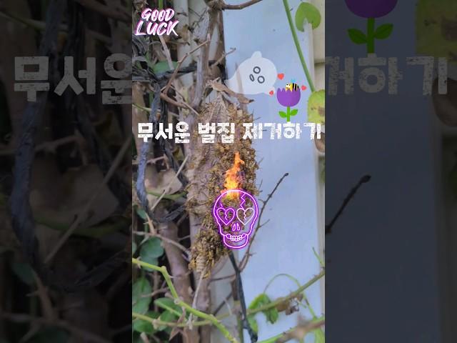 마당에 벌집 제거하기#shorts