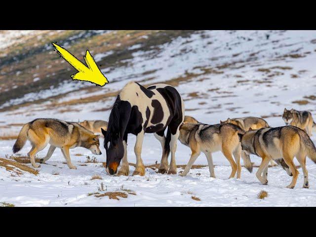 A wild horse was seen in a pack of wolves. What the hunter discovered amazed all the residents!