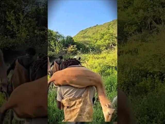 We accepted the deer nicely.Nós aceitamos o veado muito bem.हमने हिरण को सहर्ष स्वीकार कर लिया।