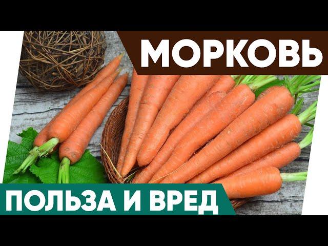 Морковь - Польза и Вред