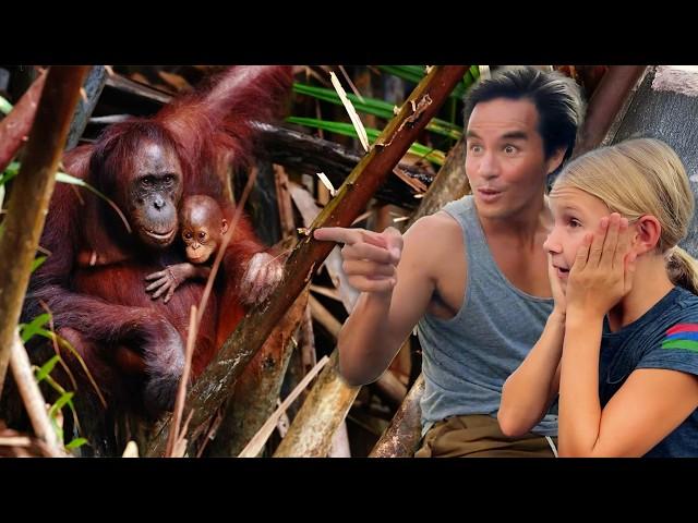 Kids Travel to Borneo Rainforest Looking for Wild Orangutans NOT Leeches! PART 2 Malaysia