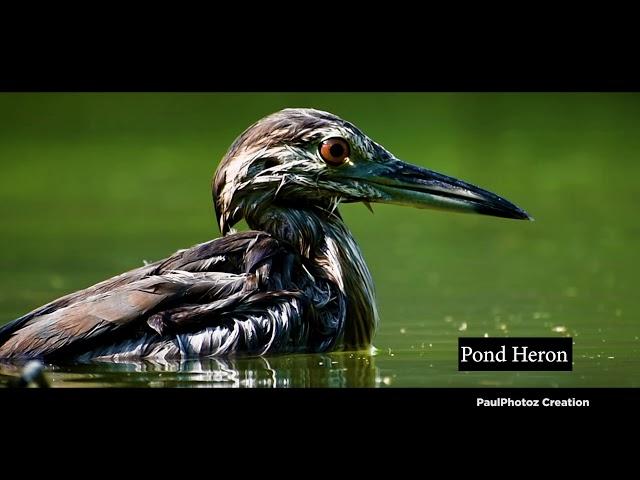 Natural beauty of a village (nature & birds )(west bengal)