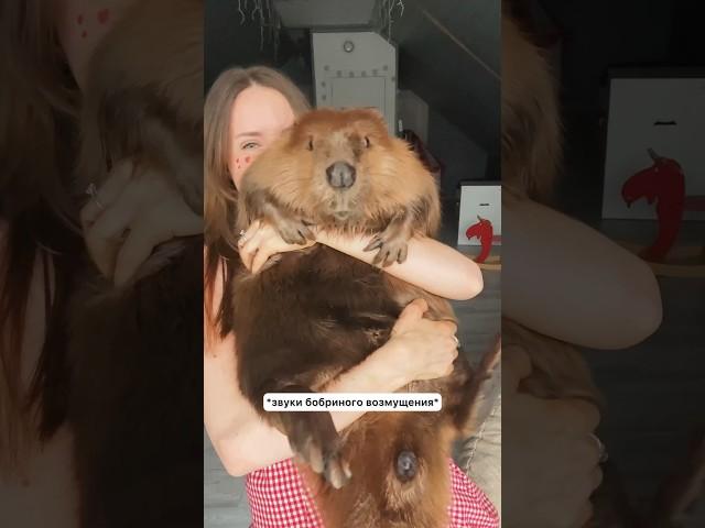 Как правильно носить мех бобра  бобер Рома живет вот тут - ​⁠@katyabobcat