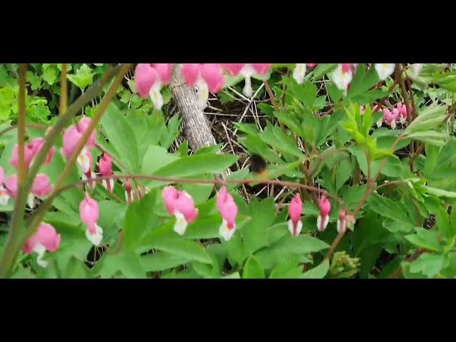 숲에서한나절-뒷산산책 #봄숲 #산책 #뒷산 #보리수꽃 #금낭화 #연두빛 #자연