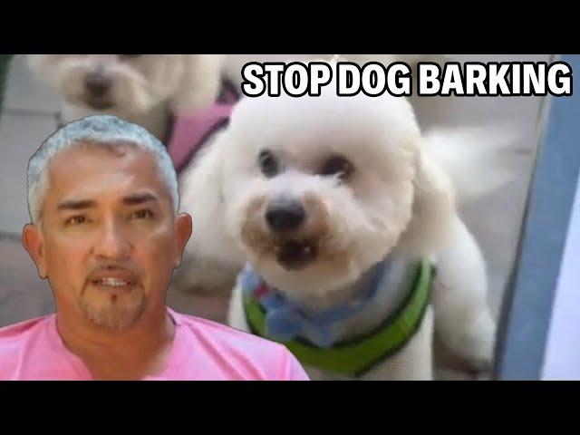 How To Train Bichon Dogs To Be Calm | Cesar 911 Season 1, Ep. 1 - Part 1