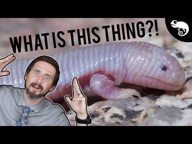 Snakes ARE lizards, and so is this!