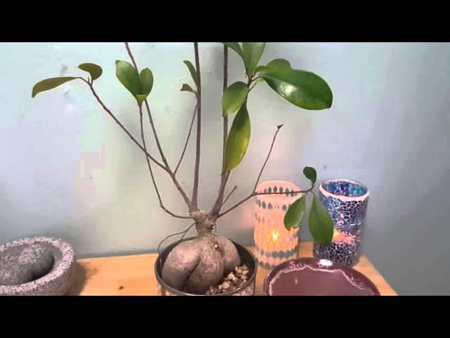 Pruning Ginseng Ficus Rescue