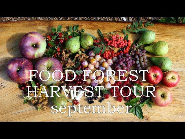 Food forest harvest tour/September