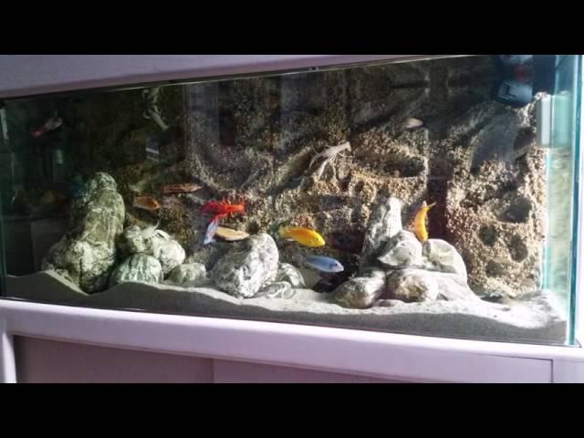 African cichlid in natural light