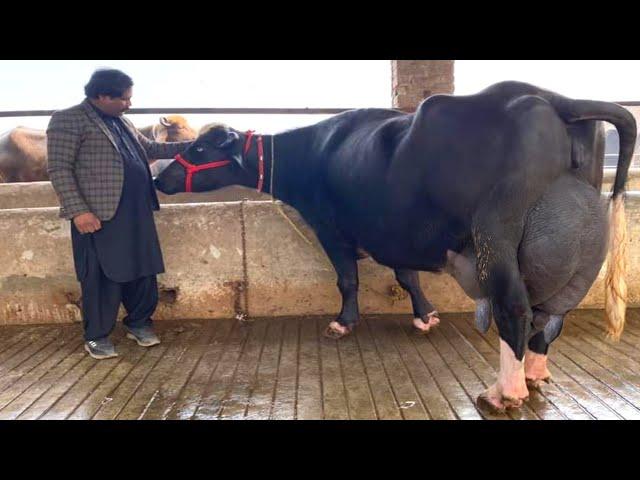 World Champion 28.250 Kg Milk of First Timer Buffalo ll Ch. Irfan Gujjar Dairy Farm #cow #buffalo