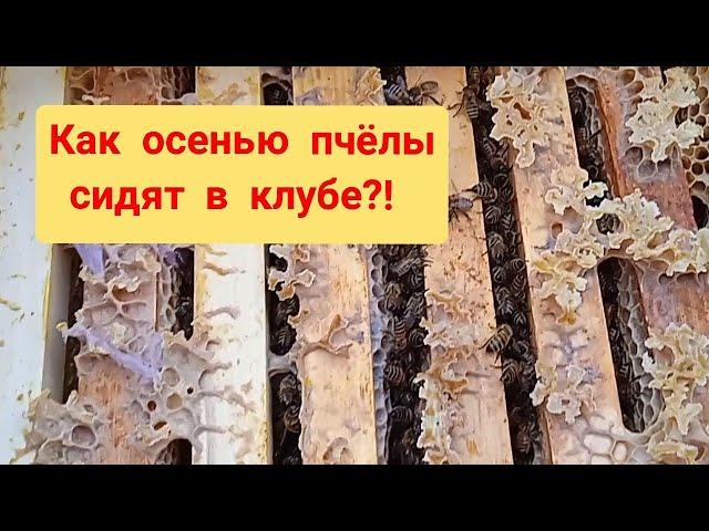 Как пчёлы осенью сидят в клубе?!