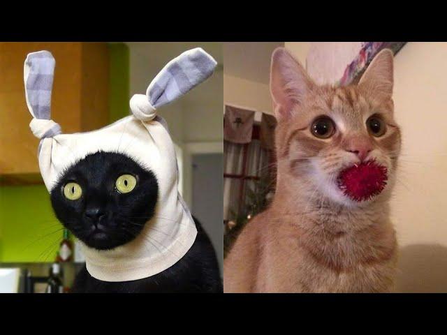 Коты 2022 смешные котики. Новые приколы с котами до слез. Я СМЕЯЛСЯ ЧАС Funny cats  2022-2021