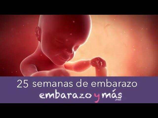 25 semanas de embarazo - Sexto mes - EMBARAZOYMAS