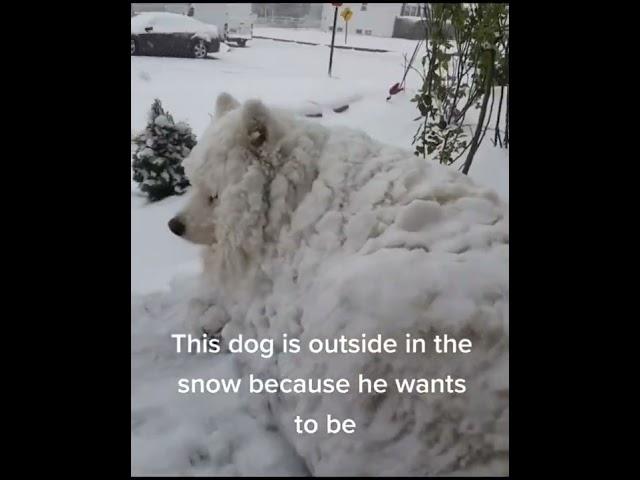 Abuse at its finest =enzo thesamoyed