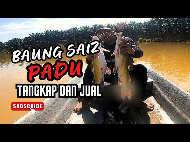 BUBU IKAN BAUNG.TANGKAP DAN JUAL (RE-UPLOAD) #vlog138 #unlimitedhobby #unlimitedfishing