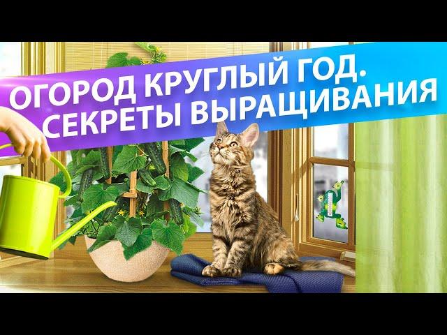 КАК ВЫРАСТИТЬ ПОМИДОРЫ ДОМА? ТОП-6 ПОЛЕЗНЫХ СОВЕТОВ